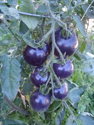 Navy Blue Tomato Solanum lycopersicum for planting in urban garden